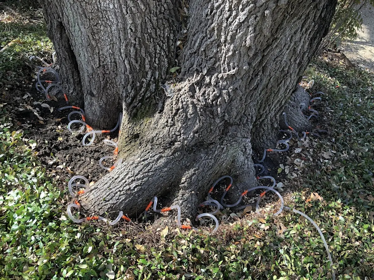 Detailed Tree Cabling and Bracing job site in Ethridge