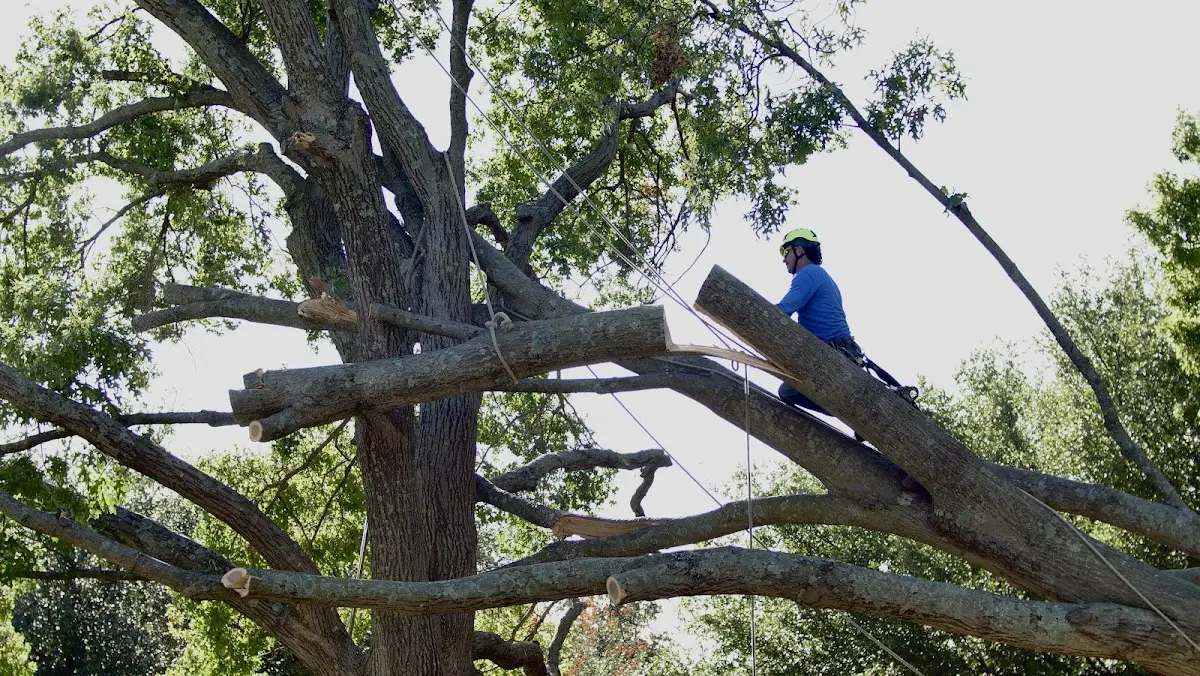 Professional Crown Thinning performed by certified arborists in Ethridge