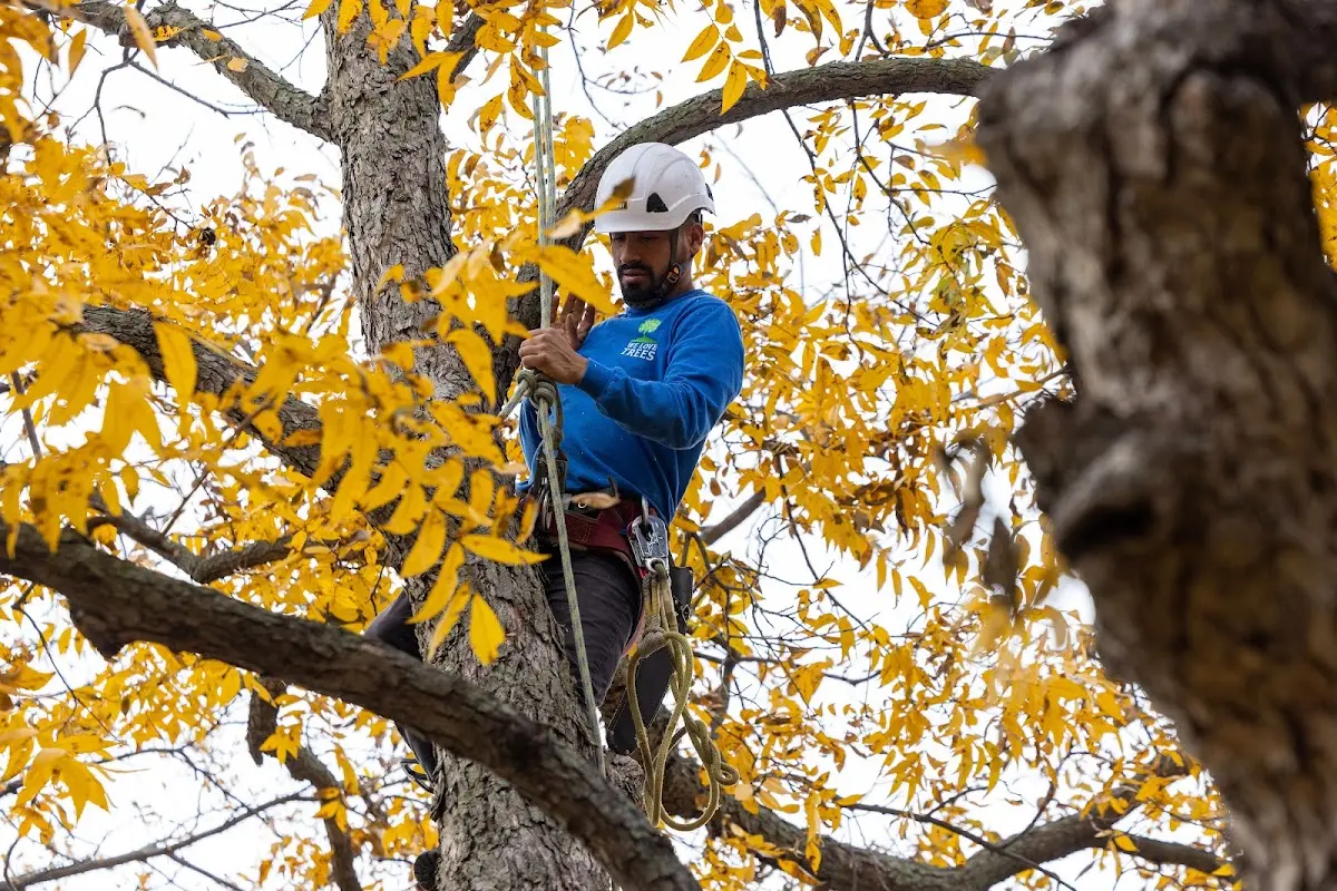 Skilled Tree Planting crew working in Ethridge